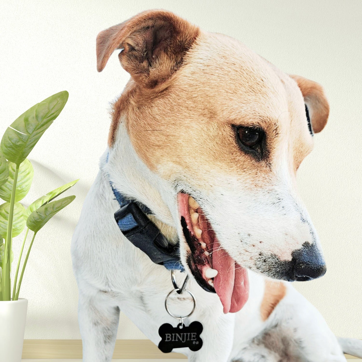 Custom pet tags